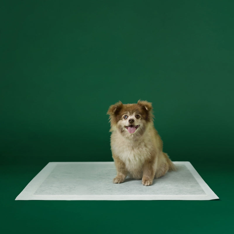 Disposable Dog Pee Pads with AbsorbShield+ Technology V9